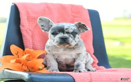 French Bulldog dogs for sale: Jemma - Image 1