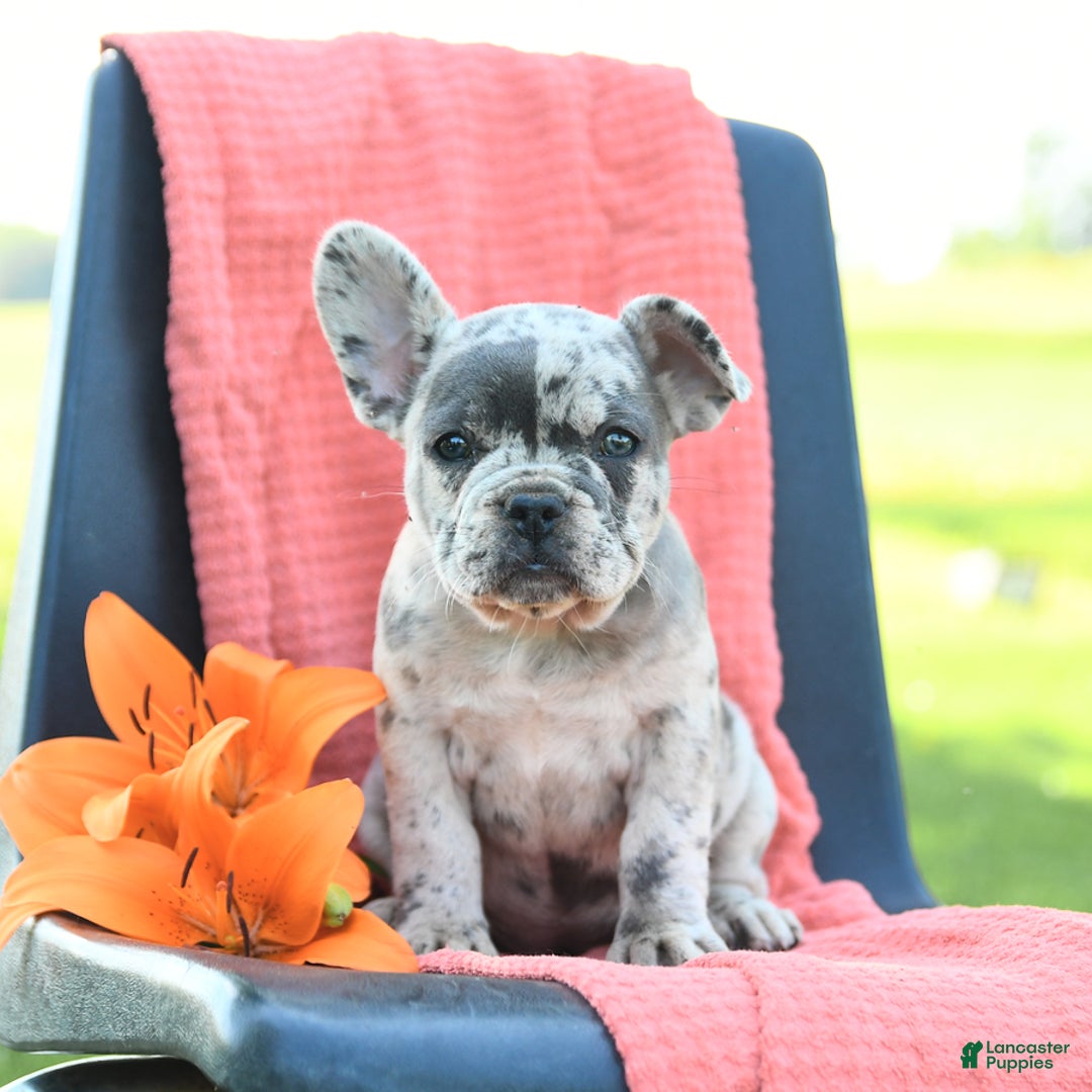French Bulldog dogs for sale: Jemma - Image 1