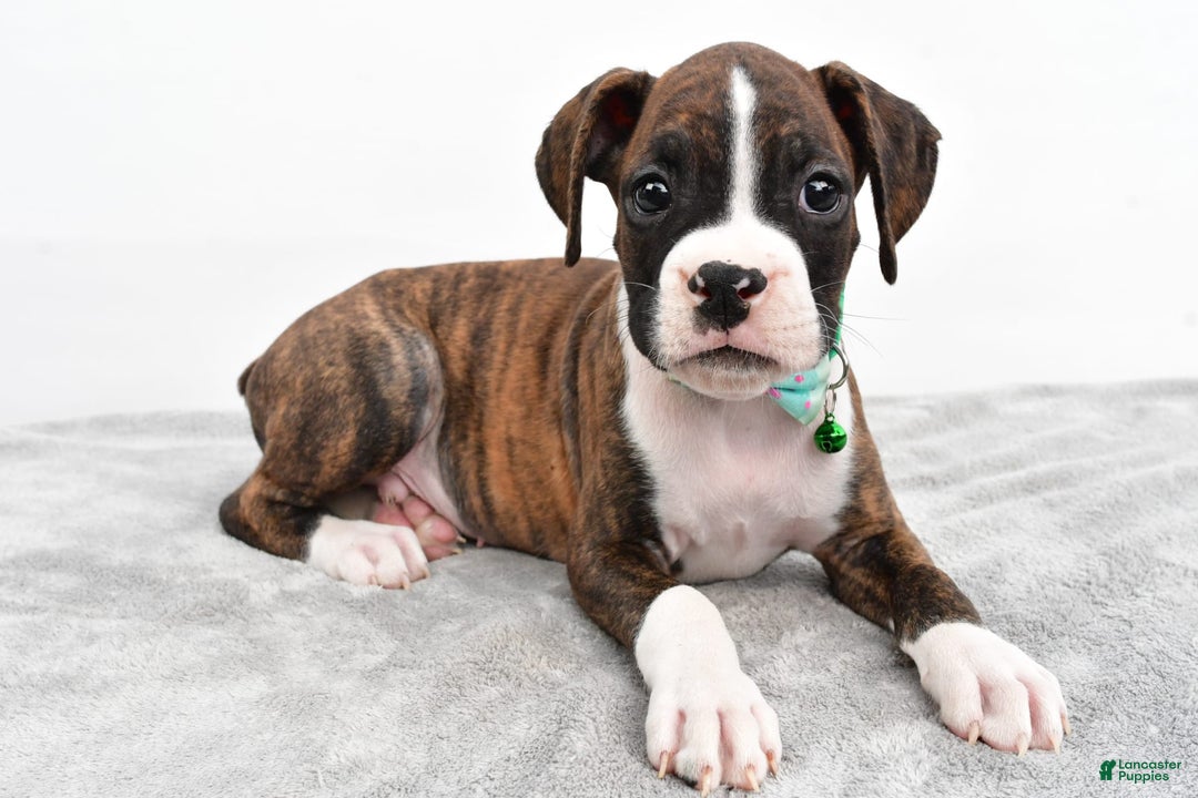 Boxer dogs for sale: Ranger - Image 2