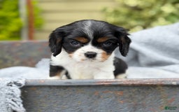 Cavalier King Charles Spaniel dogs for sale: Cody - Image 8