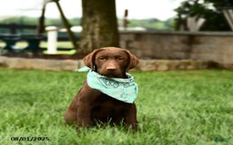 Labrador Retriever dogs for sale: Whimsy - Image 3