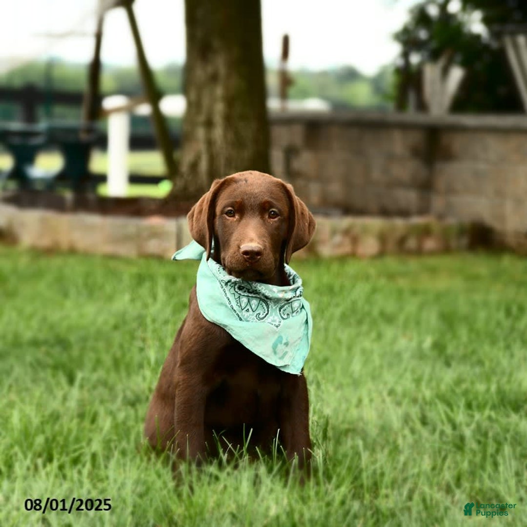 Labrador Retriever dogs for sale: Whimsy - Image 3