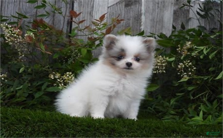Pomeranian dogs for sale - Ad 5