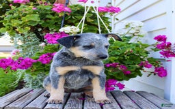 Australian Cattle Dog dogs for sale: Bella - Image 6