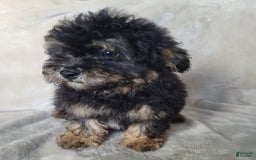 Lhasapoo dogs for sale: Mr. Bentley - Image 9
