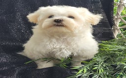Maltese dogs for sale: Cloud - Image 2