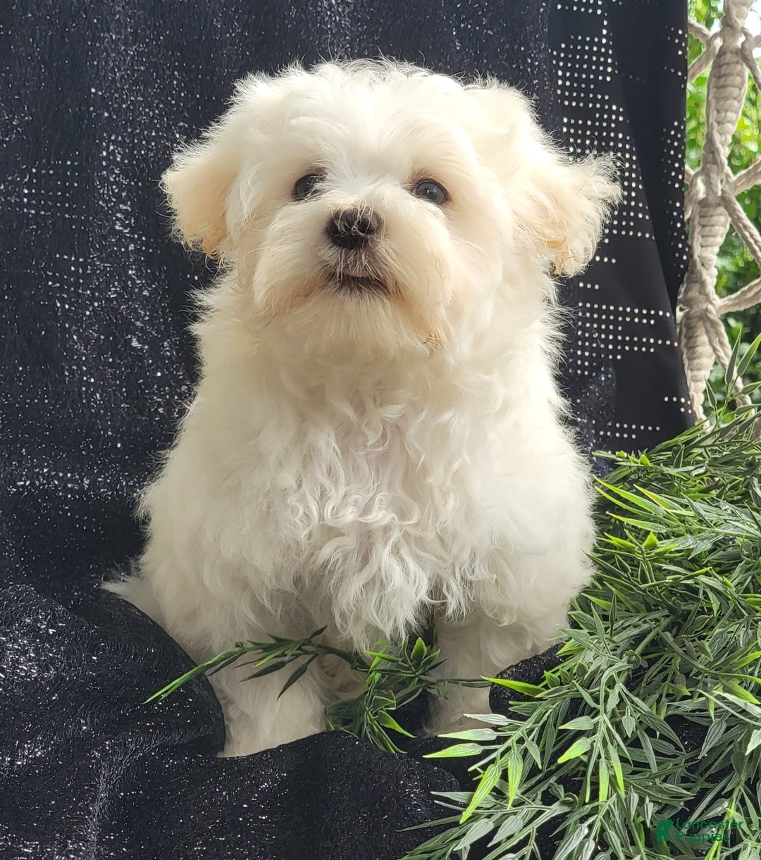 Maltese dogs for sale: Cloud - Image 2
