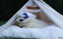 Shihpoo dogs for sale: Captain - Image 3