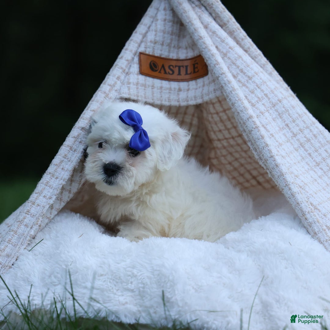 Shihpoo dogs for sale: Captain - Image 3