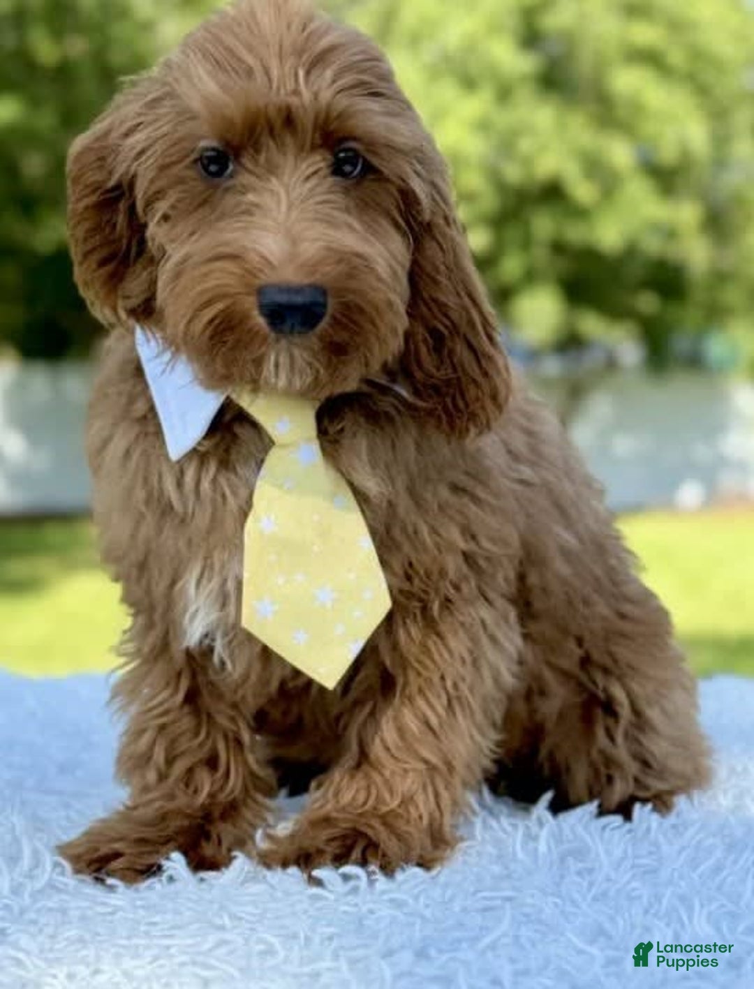 Mini Goldendoodle dogs for sale: Thiago - Image 6