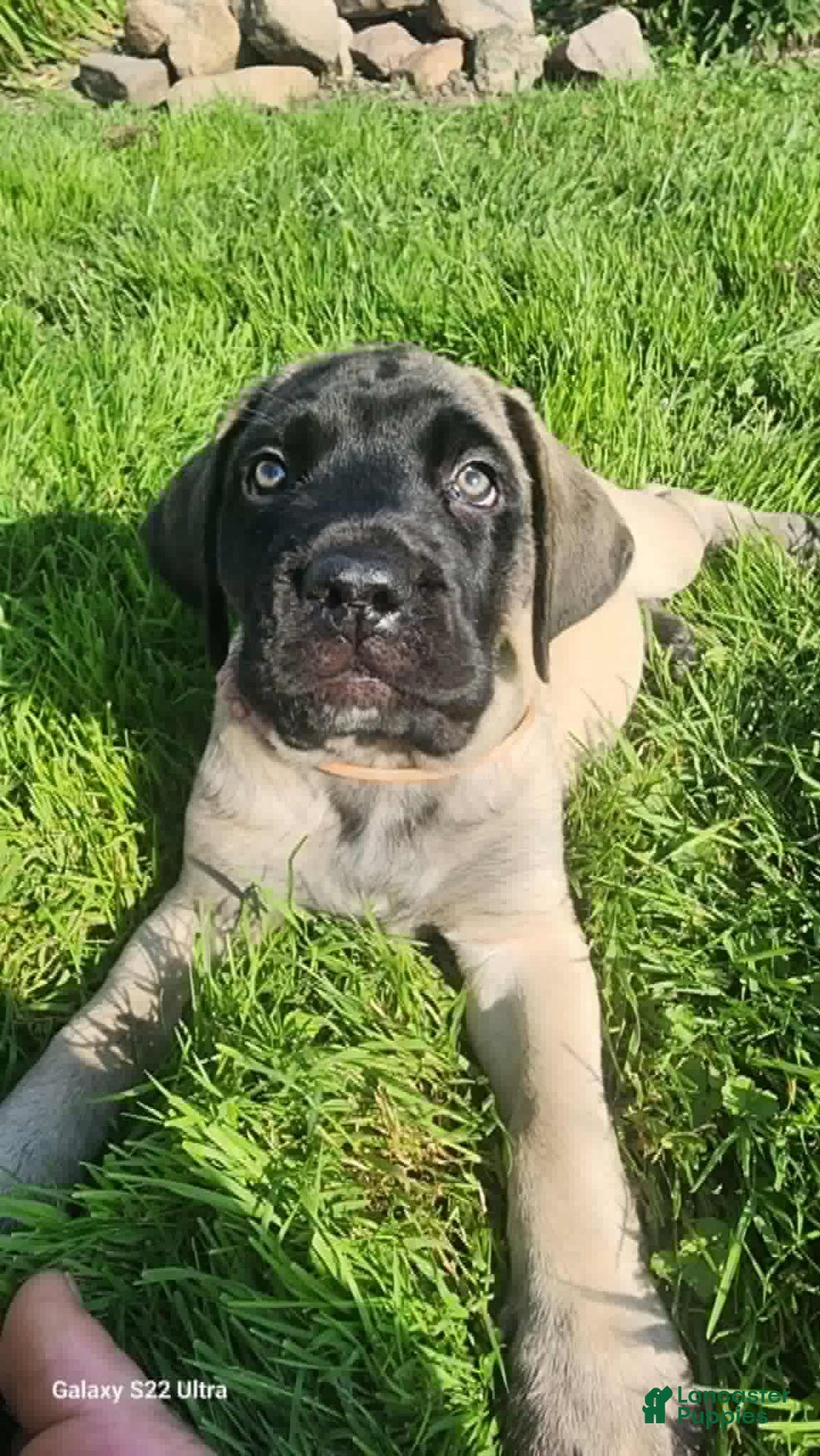 English Mastiff dogs for sale: Pinky - Image 21