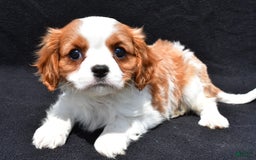 Cavalier King Charles Spaniel dogs for sale: Jethro - Image 2