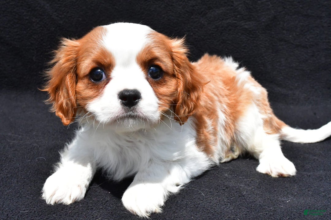 Cavalier King Charles Spaniel dogs for sale: Jethro - Image 2