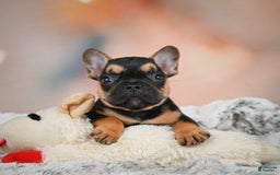 French Bulldog dogs for sale: Max - Image 1