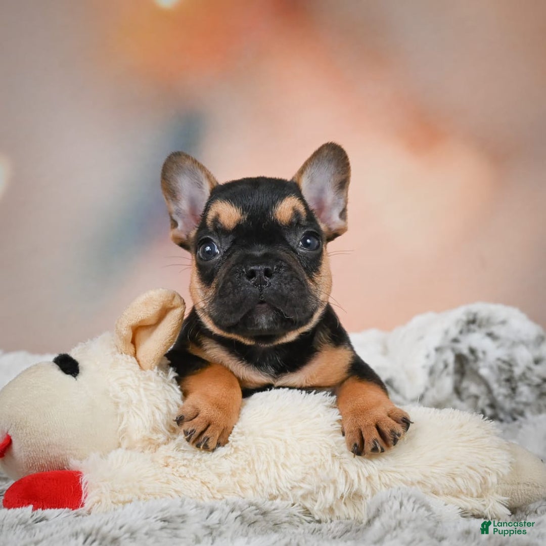 French Bulldog dogs for sale: Max - Image 1