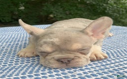 French Bulldog dogs for sale: Isabella - Image 5