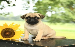 Pug dogs for sale: Roscoe - Image 3
