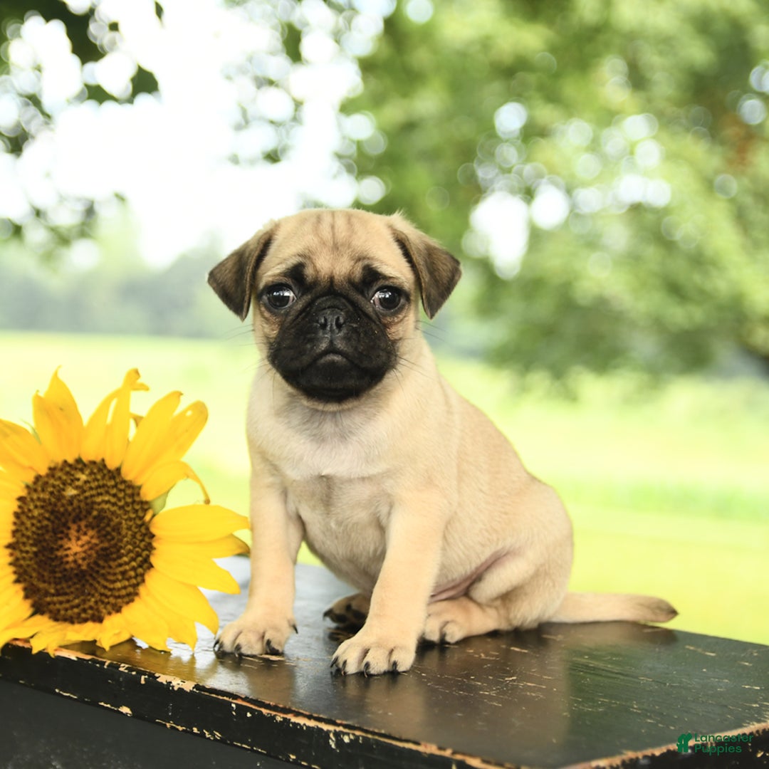 Pug dogs for sale: Roscoe - Image 3