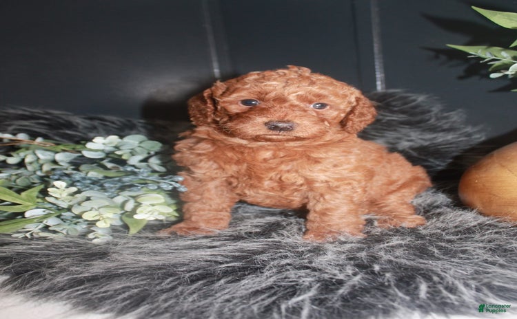 Mini Goldendoodle dogs for sale - Ad 3