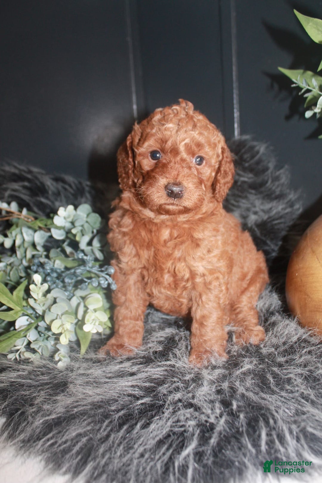 Mini Goldendoodle dogs for sale: Macy - Image 1