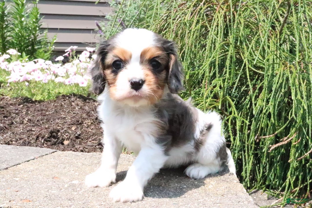 Cavalier King Charles Spaniel dogs for sale: Cavalier King Charles Spaniel 3 puppies - Image 3