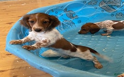 Miniature Dachshund dogs for sale: Kurt - Image 5