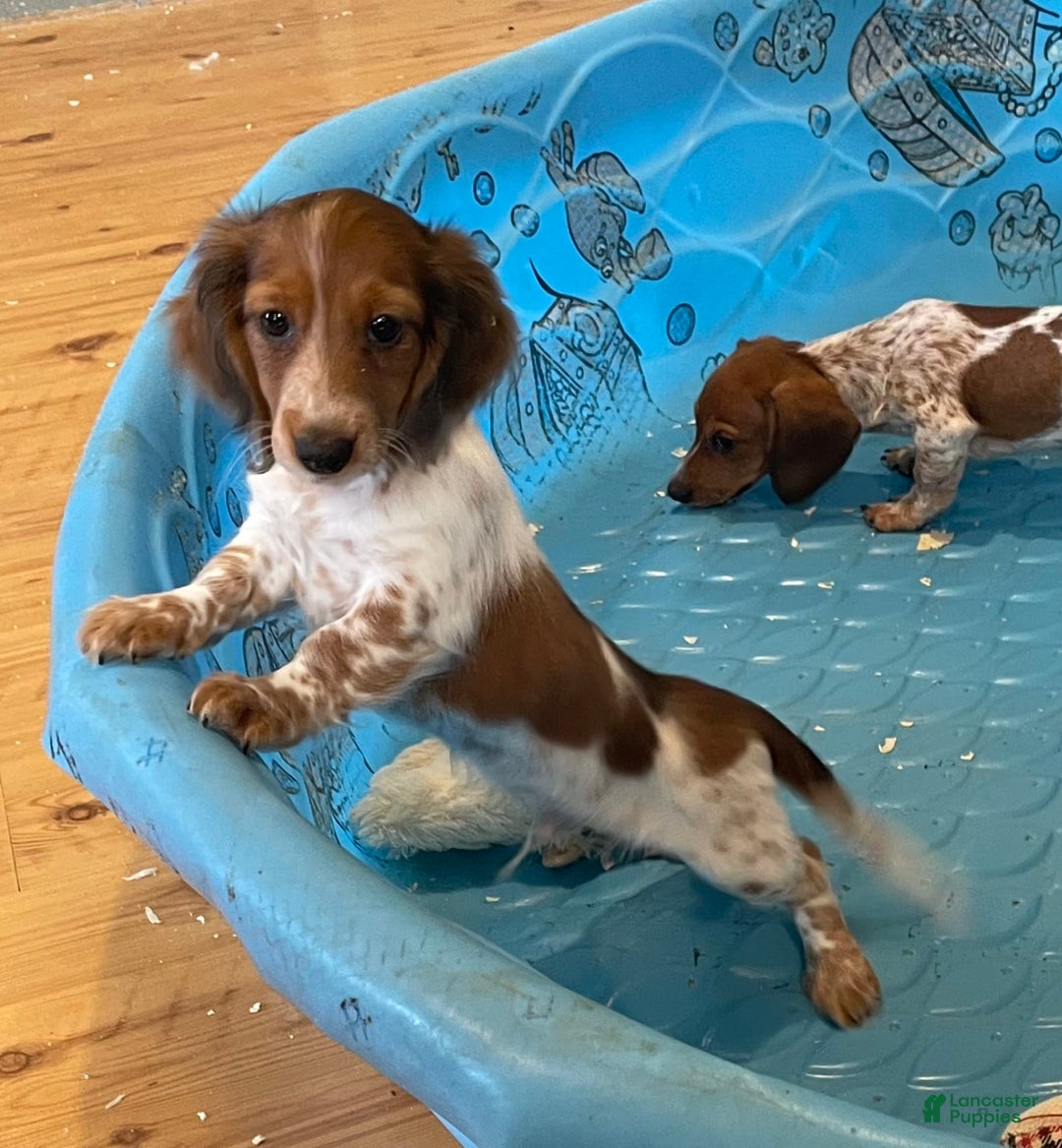 Miniature Dachshund dogs for sale: Kurt - Image 5