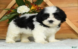 Teddy Bear dogs for sale: Sabrina - Image 7