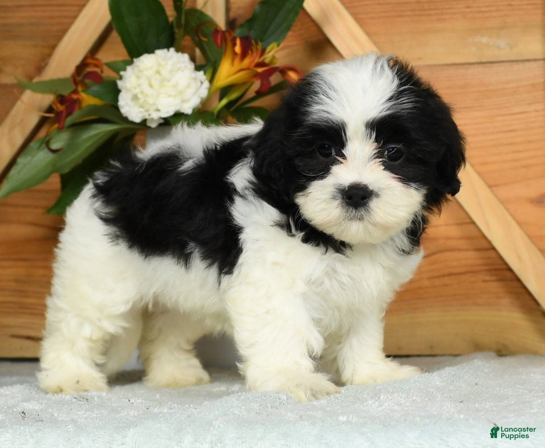 Teddy Bear dogs for sale: Sabrina - Image 7