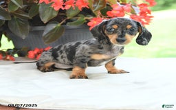 Miniature Dachshund dogs for sale: Nicholas - Image 2