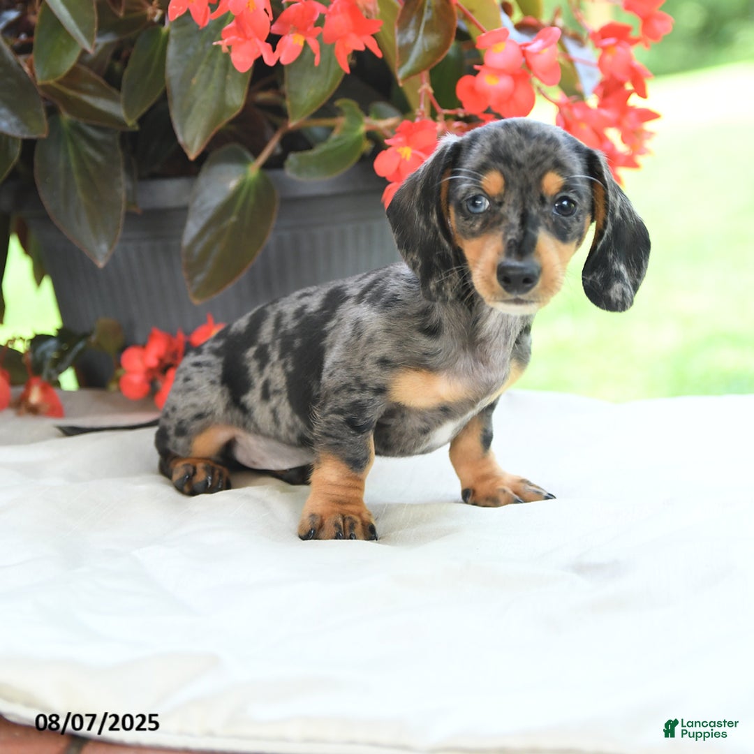 Miniature Dachshund dogs for sale: Nicholas - Image 2