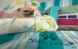 French Bulldog dogs for sale: Akc Cream Black Mask Spot - Image 16