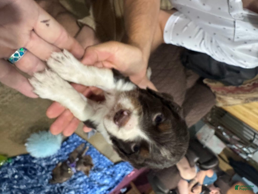 English Springer Spaniel dogs for sale: Male 2 - Image 13