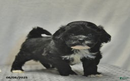 Teddy Bear dogs for sale: Bowe - Image 1