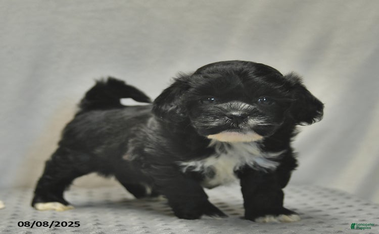 Teddy Bear dogs for sale - Ad 3