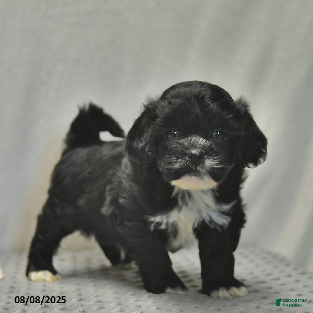 Teddy Bear dogs for sale: Bowe - Image 1