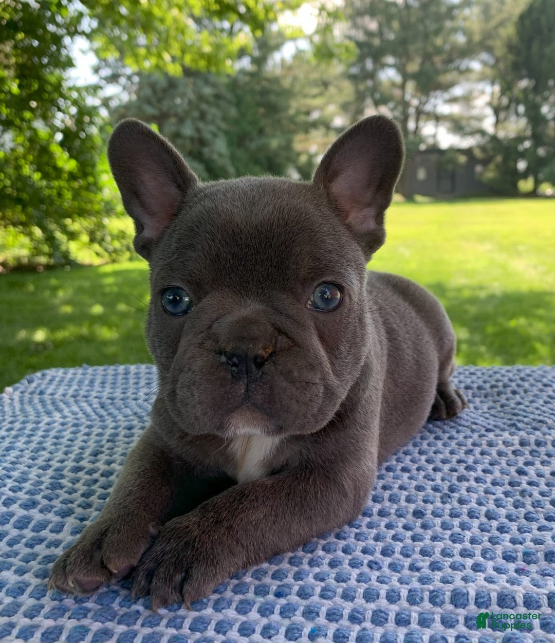 French Bulldog dogs for sale: Belle - Image 2