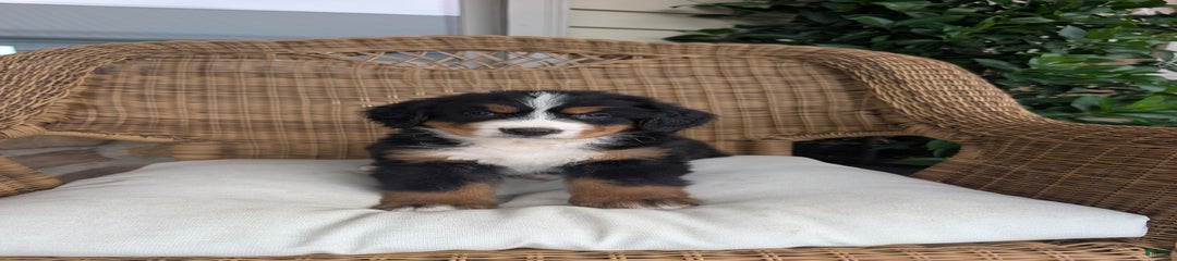 Buster
