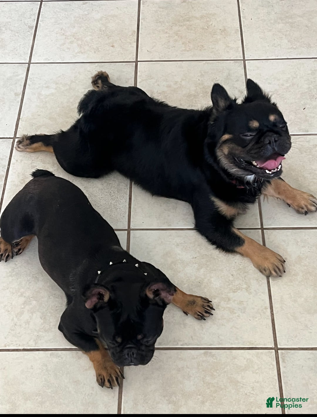 French Bulldog dogs for sale: Louie - Image 7