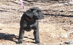 Labrador Retriever dogs for sale: Melody - Image 4