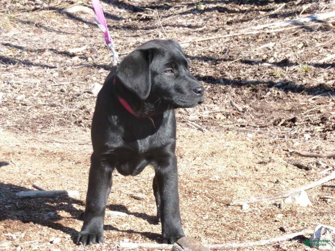 Labrador Retriever dogs for sale: Melody - Image 4