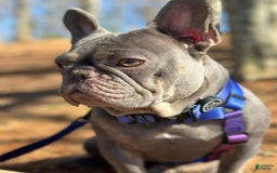 French Bulldog dogs for sale: Becky - Image 6