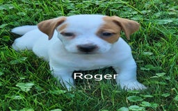 Jack Russell Terrier dogs for sale: Roger - Image 1