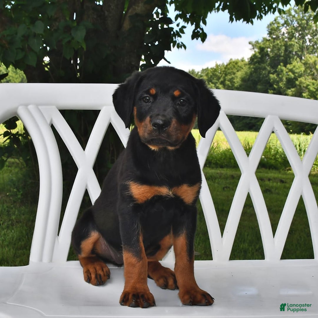 Rottweiler dogs for sale: Lexi - Image 6