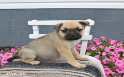 Pug dogs for sale: Patsy - Image 1