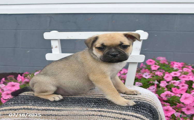 Pug dogs for sale - Ad 1