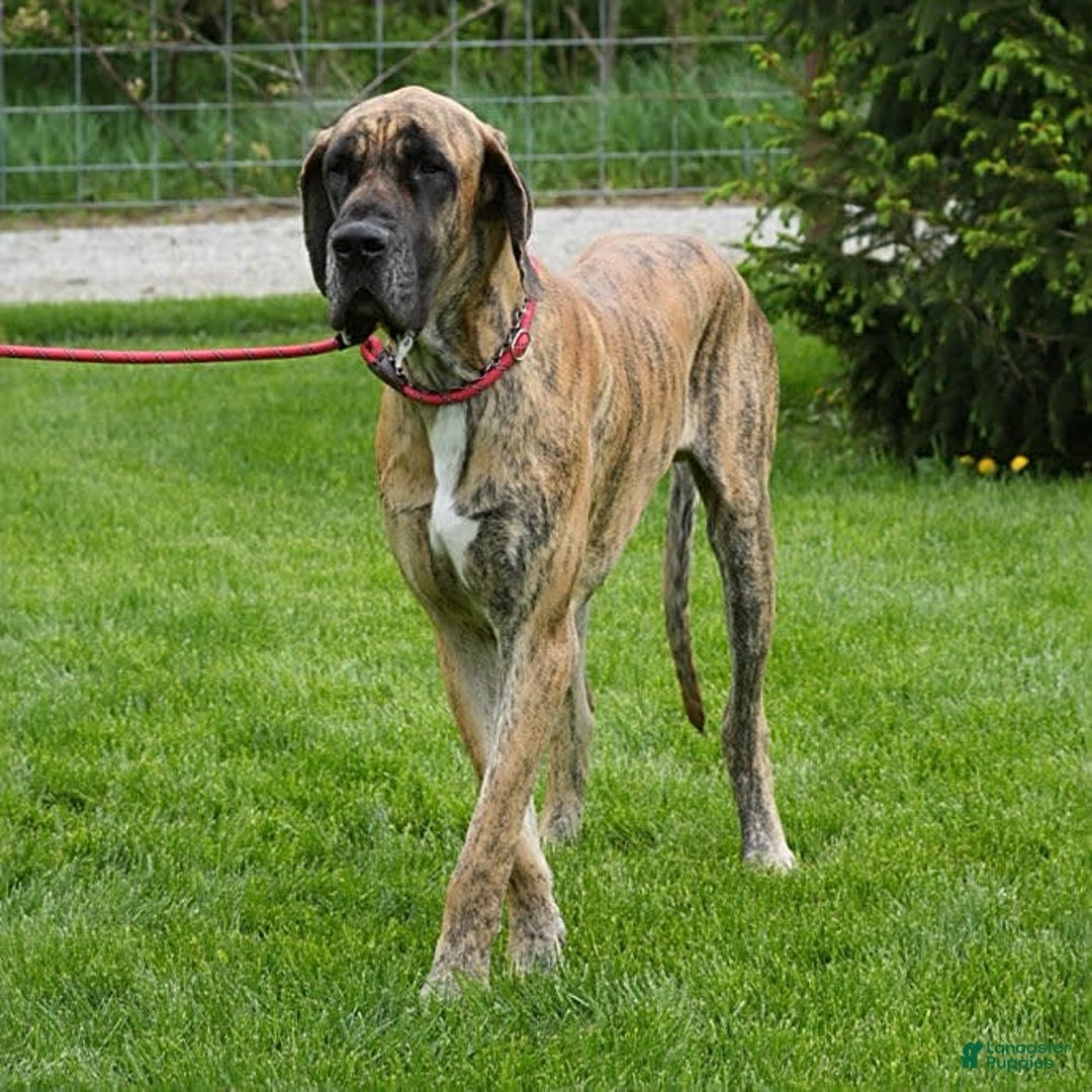 Great Dane dogs for sale: Ginger - Image 7