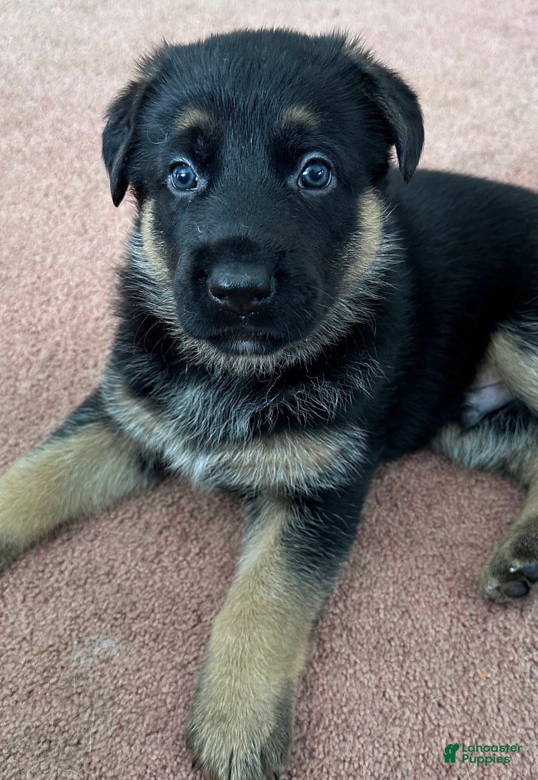 German Shepherd dogs for sale: Rolfe - Image 1