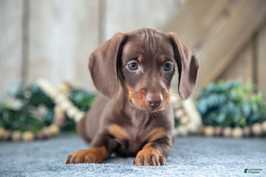 Miniature Dachshund dogs for sale: Dozer - Image 3