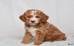 Mini Goldendoodle dogs for sale: Petite Mr Nixon - Image 7